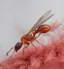 Myrmica sp.